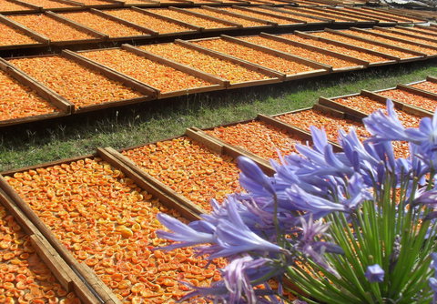 Gully Gardens - Darwin Holiday 2