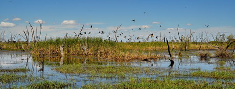 Gwydir Wetlands Moree - Darwin Holiday 1
