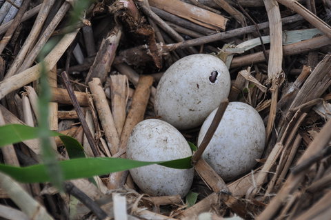 Gwydir Wetlands Moree - Darwin Holiday 2