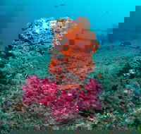 HMAS Brisbane Dive Site - Darwin Holiday