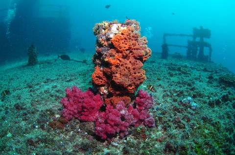 HMAS Brisbane Dive Site - Darwin Holiday 0