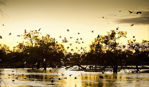 Kinchega Homestead Billabong Walk - Darwin Holiday 0