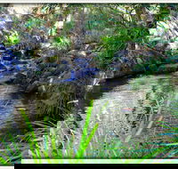 Kin Kin - Darwin Holiday