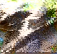 Koala Conservation Reserve - Darwin Holiday