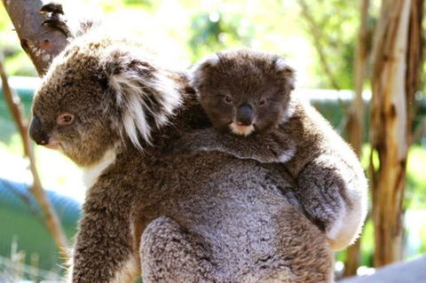Koala Conservation Reserve - Darwin Holiday 0