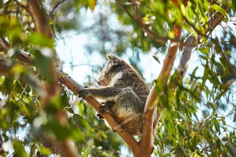 Koala Conservation Reserve - Darwin Holiday 1