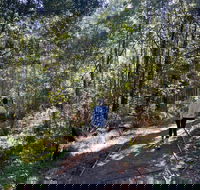 Lyrebird Circuit Walk - Darwin Holiday