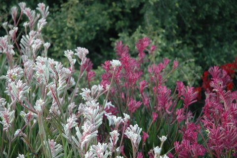 Mt Penang Gardens - Darwin Holiday 2