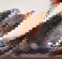 Mulligans Flat Woodland Sanctuary - Darwin Holiday