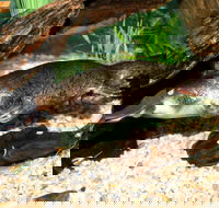 Platypus House - Darwin Holiday