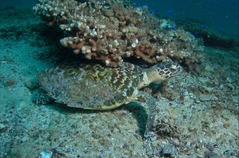 Round Bommie - Darwin Holiday 0