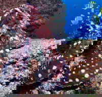 Smith Rock Dive Site - Darwin Holiday