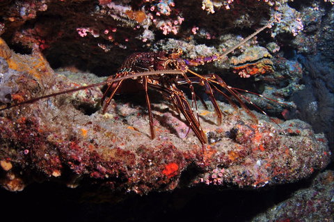 Smith Rock Dive Site - Darwin Holiday 1