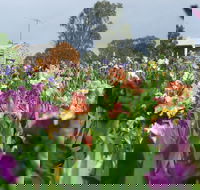 Smokin Heights Iris Display Garden - Darwin Holiday