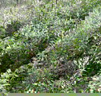 Snowgum Walking Track - Darwin Holiday