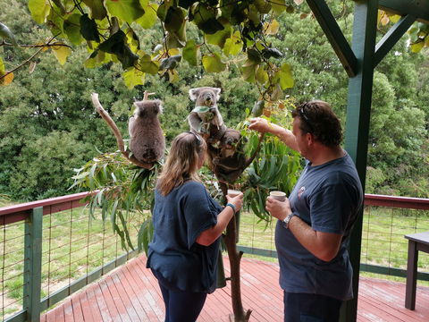The Aussie Stop Offering Breakfast With Koalas - Darwin Holiday 1