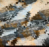 Turtle Nesting Season - Darwin Holiday