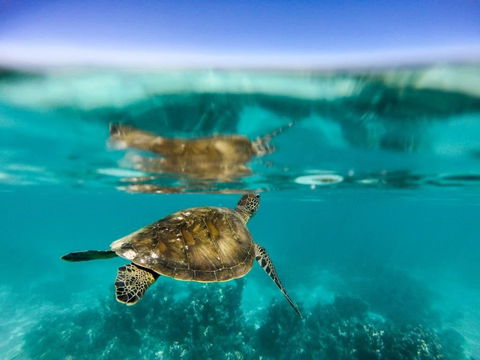 Turtle Nesting Season - Darwin Holiday 1