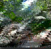 Wirrawilla Rainforest Walk - Darwin Holiday
