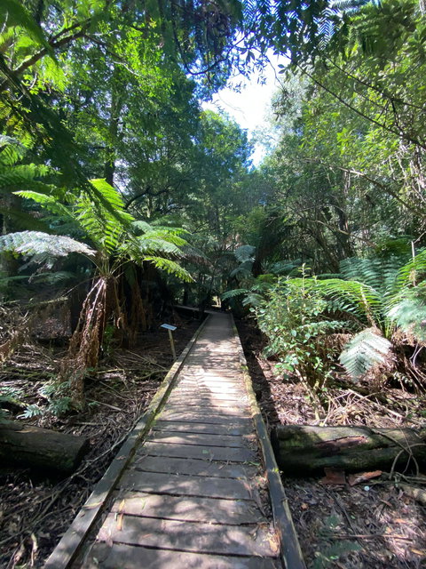 Wirrawilla Rainforest Walk - Darwin Holiday 0