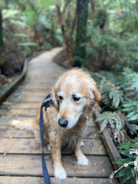 Wirrawilla Rainforest Walk - Darwin Holiday 1