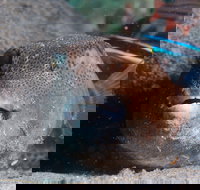 Amity Point Dive Site - Darwin Holiday