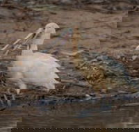 Bird watching at the Goan water hole - Darwin Holiday
