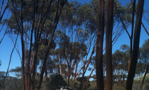 Boorabbin National Park - Darwin Holiday 0