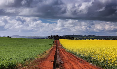 Canola Trail - Darwin Holiday 1
