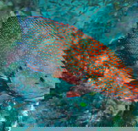 Cobia Hole Dive Site - Darwin Holiday