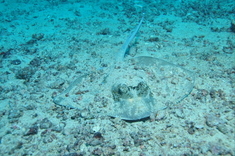 Cobia Hole Dive Site - Darwin Holiday 2