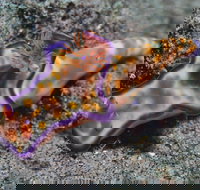 Curtin Artificial Reef Dive Site - Darwin Holiday