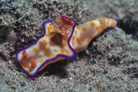 Curtin Artificial Reef Dive Site - Darwin Holiday 0