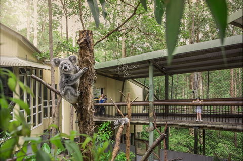 Daisy Hill Koala Centre - Darwin Holiday 0