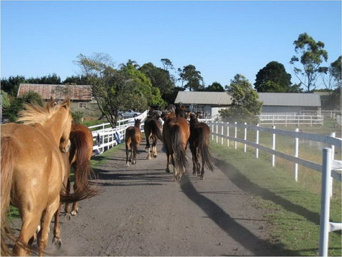 Darkes Forest Riding Ranch - Darwin Holiday 0
