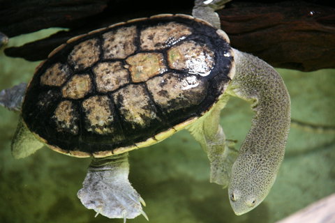 Discover Deadly - Darwin Holiday 1