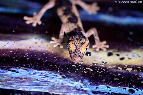 Discover Deadly - Darwin Holiday 2