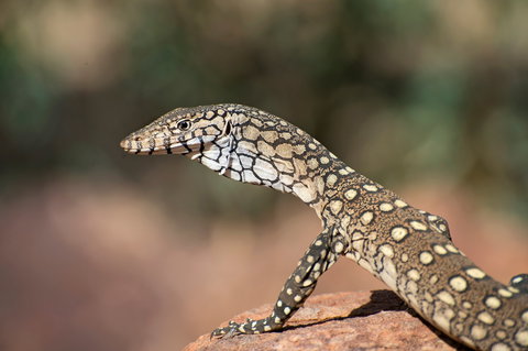 East MacDonnell Ranges - Darwin Holiday 1