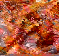 Fish and Fowl - Darwin Holiday