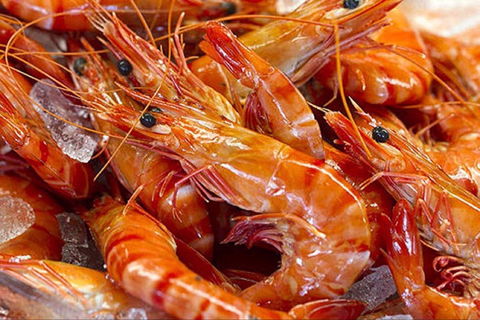 Fish And Fowl - Darwin Holiday 0