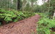Forest Walking Track, Gibraltar Range National Park - thumb 0