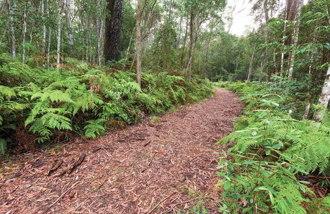 Forest Walking Track, Gibraltar Range National Park - Darwin Holiday 0