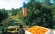Gayndah's Big Orange - thumb 0