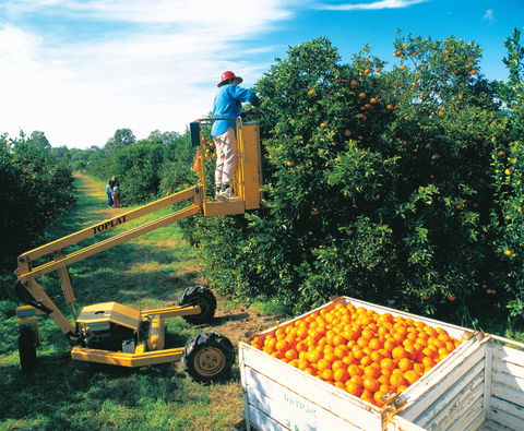 Gayndah's Big Orange - Darwin Holiday 0