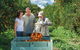Gayndah's Big Orange - thumb 1