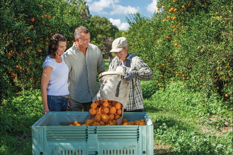Gayndah's Big Orange - Darwin Holiday 1