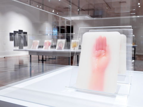 JamFactory - Darwin Holiday 2