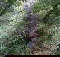 Kondalilla Falls Circuit Kondalilla National Park