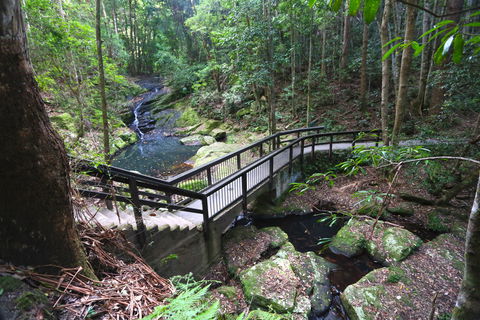 Kondalilla Falls Circuit, Kondalilla National Park - Darwin Holiday 2