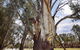Moulamein River Walk - thumb 1